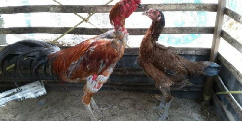 Mẹo chọn gà đá jun88 - đánh trận nào cũng thắng 4 Mẹo chọn gà đá theo tướng gà