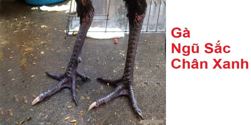 Tìm Hiểu Gà Ngũ Sắc Chân Xanh Và Những Đặc Điểm Cơ Bản 4 Gà ngũ sắc chân xanh