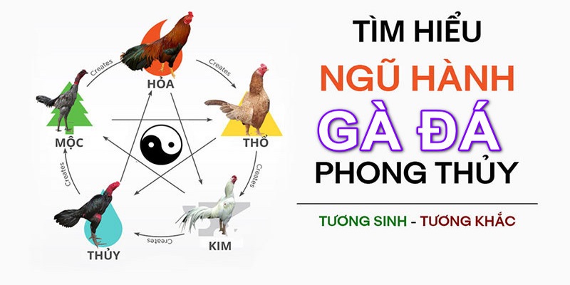 Bật Mí Cách Xem Màu Mạng Gà Cực Chuẩn Giúp Mã Đáo Thành Công 4 Màu mạng gà