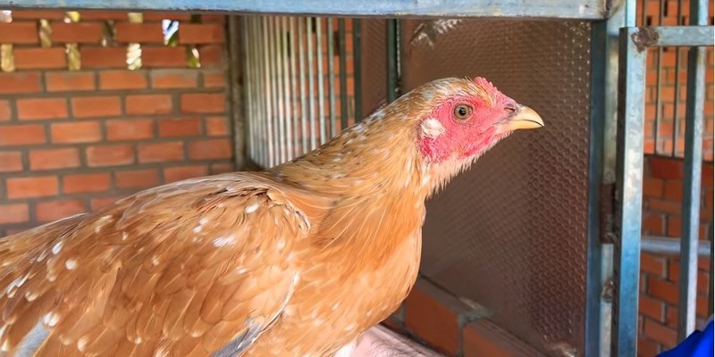 Trại gà Hưng Cần Thơ Năm 2021 - Trại Gà Đá Uy Tín Tại Việt Nam 6 Trại gà Hưng Cần Thơ năm 2021