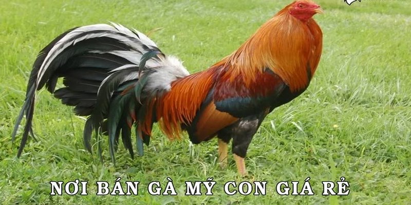 Gợi ý Top Những Trại Gà Mỹ Đồng Nai Mới Nhất Hiện Nay 4 trại gà Mỹ Đồng Nai